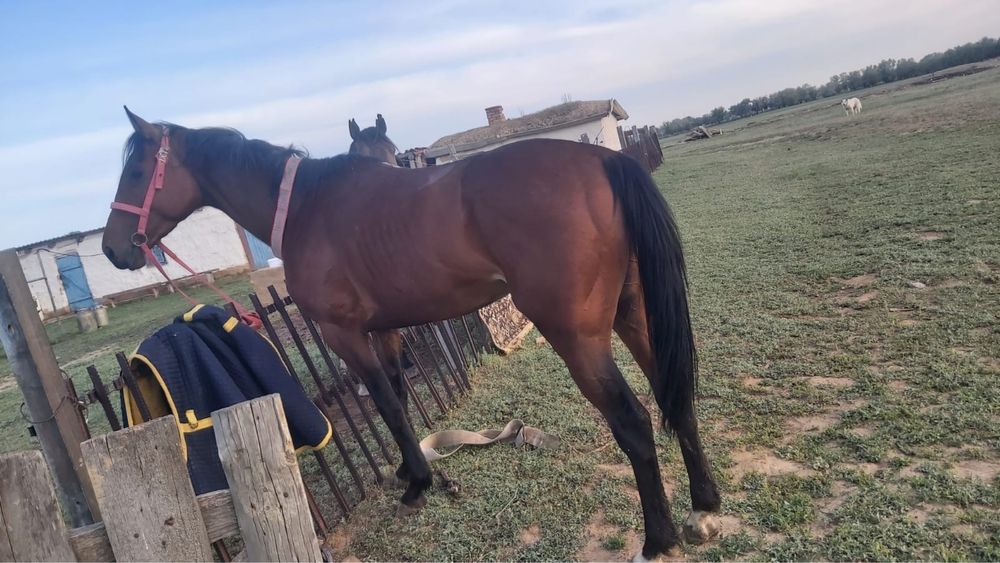 Высококровный лощадь