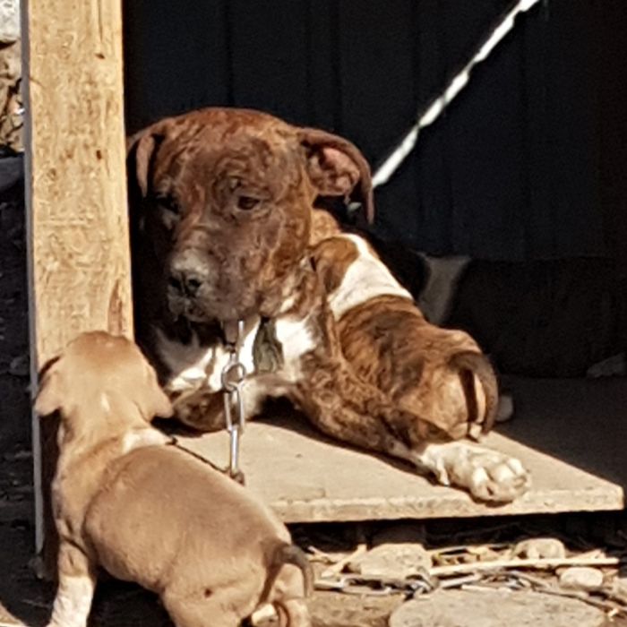 Американский стаффордшиский терьер