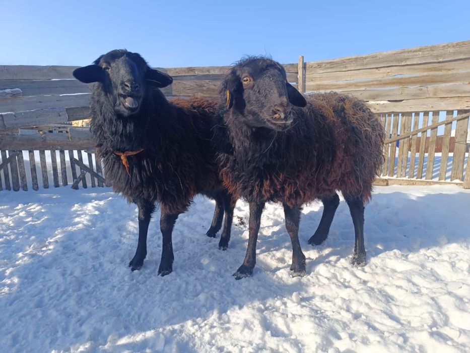 Қазақ қой продам