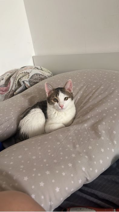 Кошку в добрые руки
