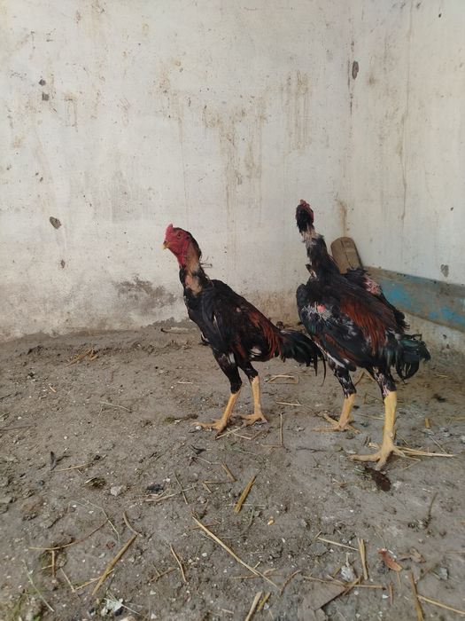 Dakang xo'rozla sotiladi
