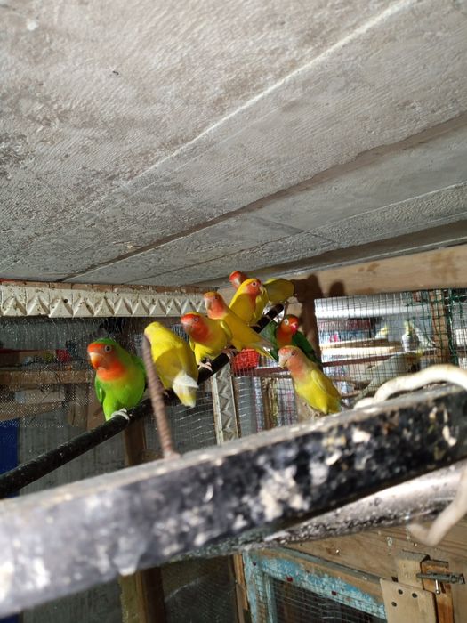 Папугай и другие