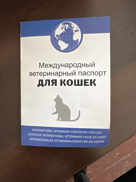 Uy mushukchasi yoqimtoy yuvvvoshh pasporti bor emlangan hammasiga