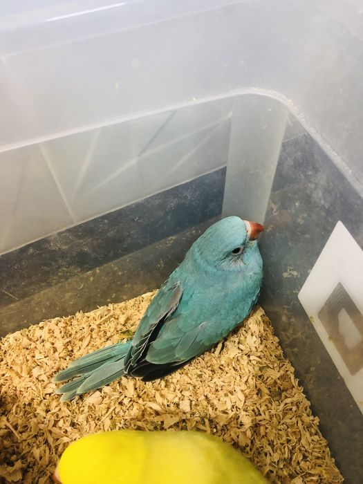 Papagali Micul Alexandru pui blanzi crescuti la mana Alexander