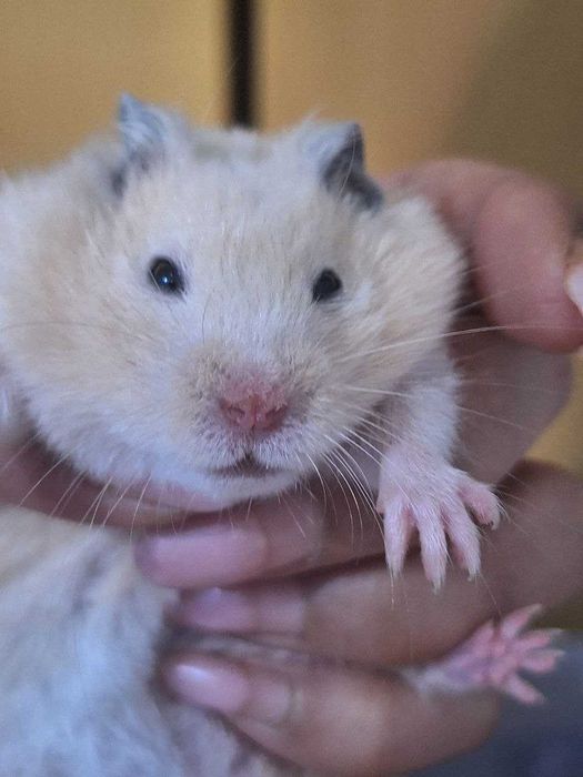 Продаются Хомяки сирийские хомяки (Мальчики)
