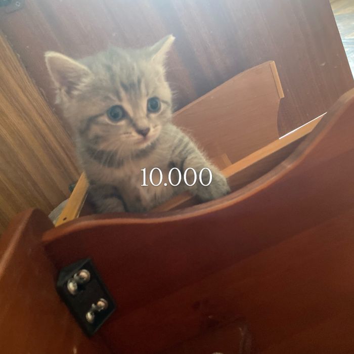 Продам котят очень красивые