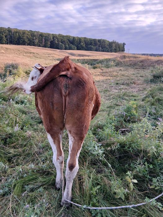 Animale domestice