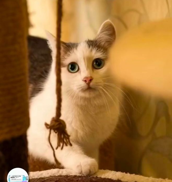 Срочно нужен дом!