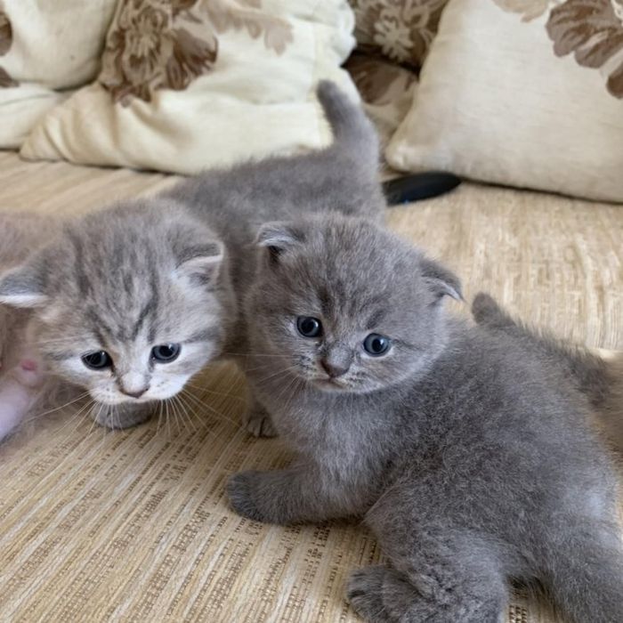 Шотландские котята