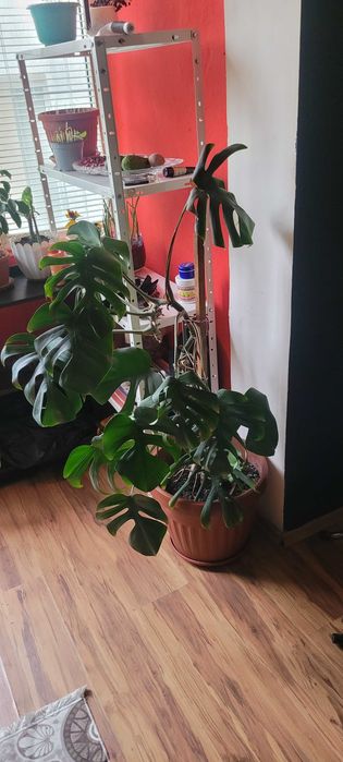 130см стайно растение