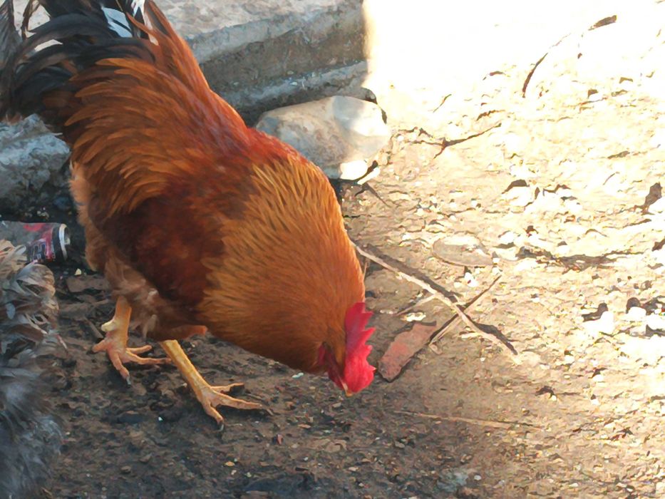 Cocosi Jersey și new hamshire