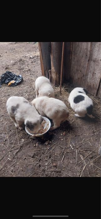 Щенок алабая сао