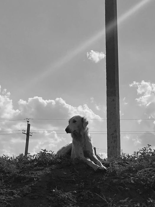 Тазы бесплатно берем