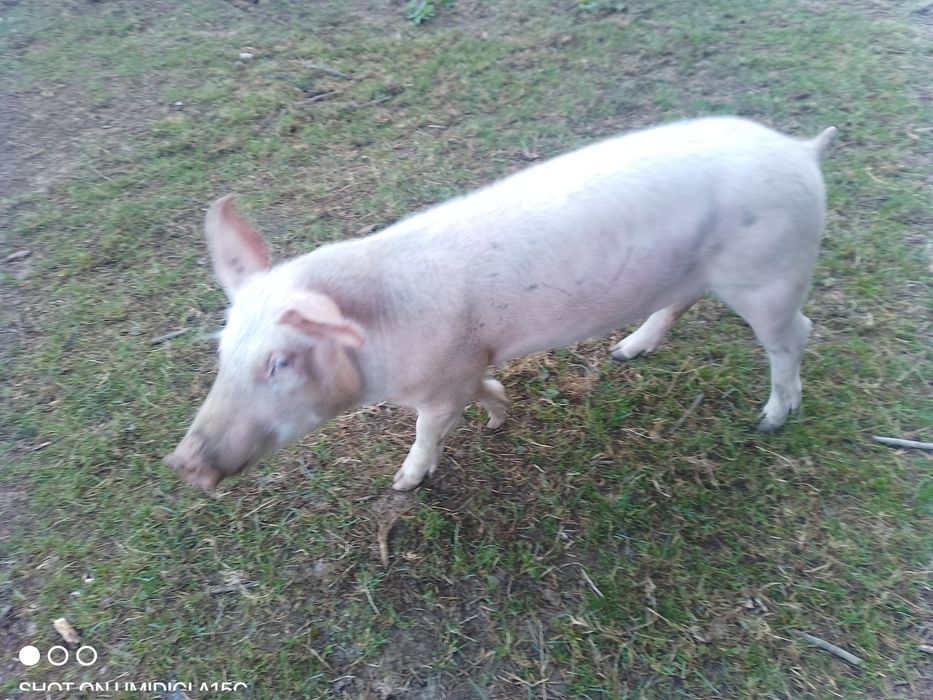 Porumb de vânzare