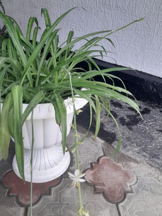 Продам комнатные цветы