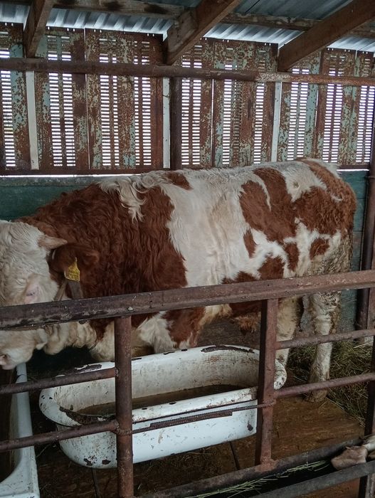 Сементал бұқа сатылады.