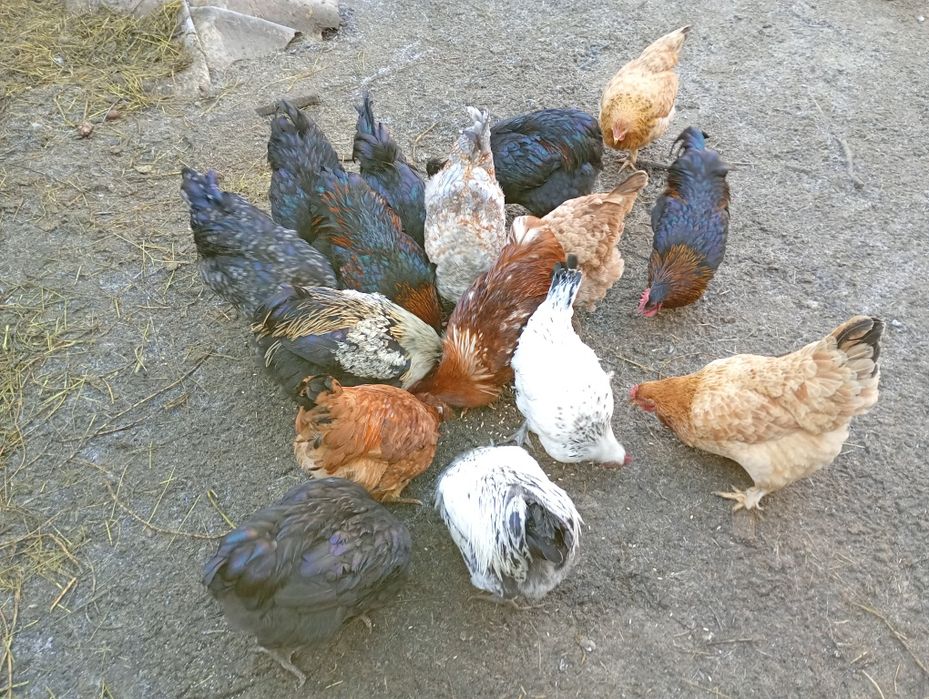 Vând cocosi pentru tăiat