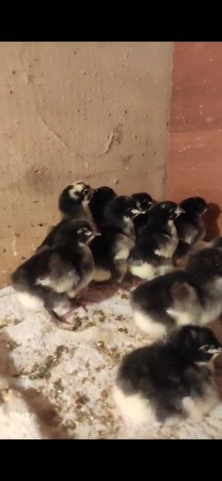 Цыплята Джерсийский гигант