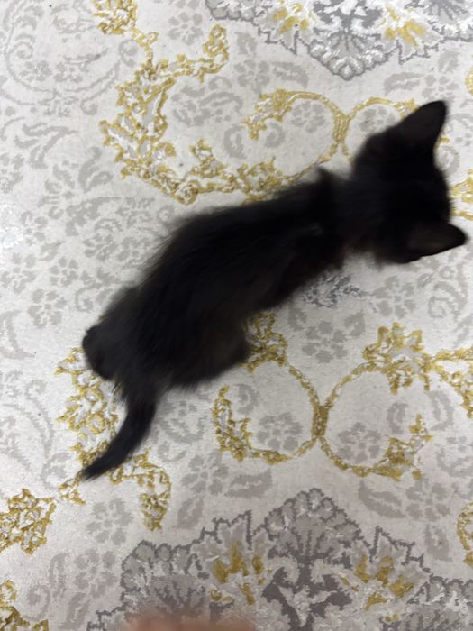 Черный котенок в ДОБРЫЕ РУКИ