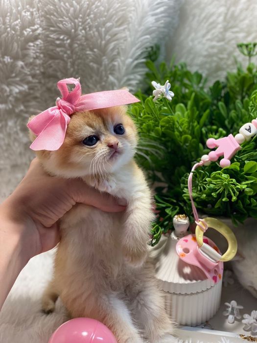 Британские шиншилловые малышки