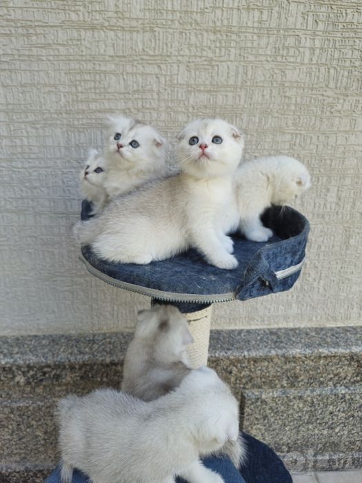 Шотландские кошки