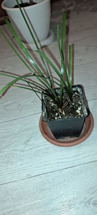 Домашние растения, цветущие