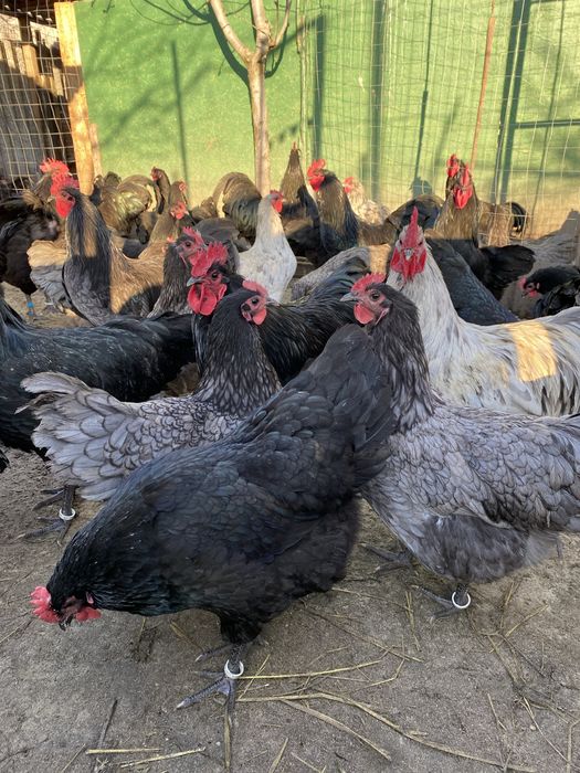 Oua de Australorp incubat