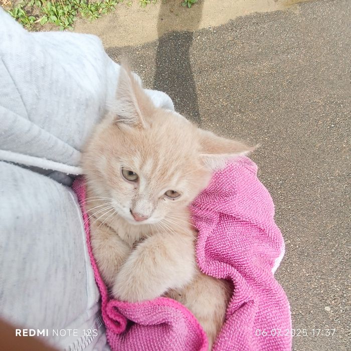 Передержка кошек