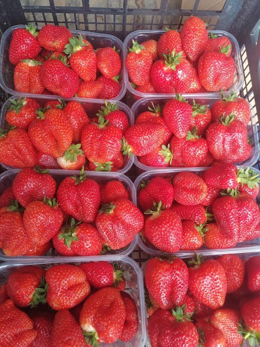 Stoloni Capsuni A+ Premium