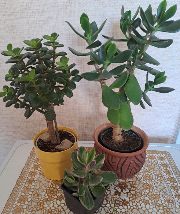 Продам комнатные растения