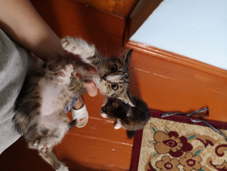 Котенки красавцы