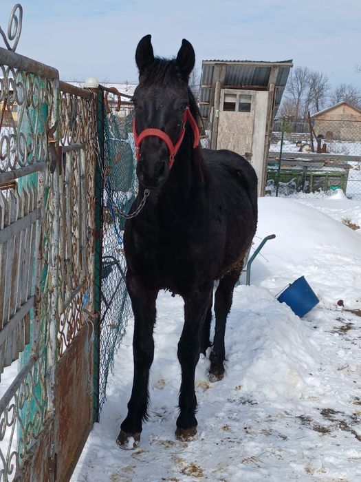Vand cârlan de 10 luni din metis de friz