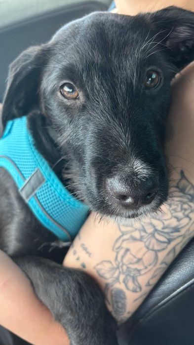 Cățel 9 luni pentru adopție – microcipat, pașaport, vaccinat