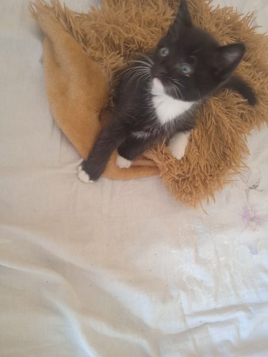 Отдам бесплатно котёнка