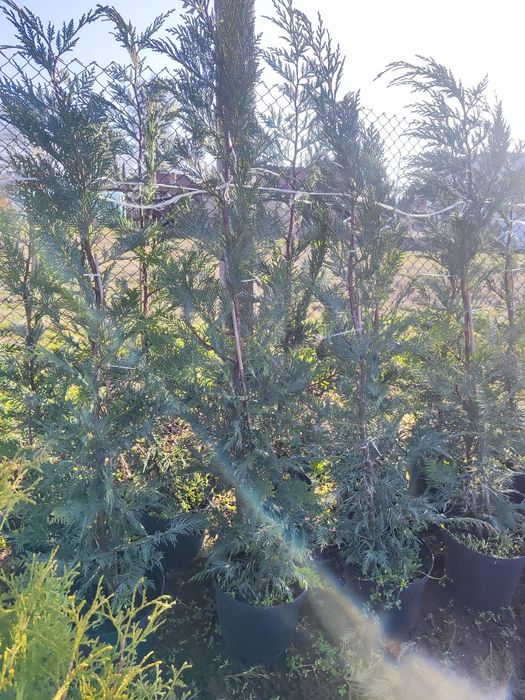 Туя Ауреа Нана , Лейланди , Смарагд !