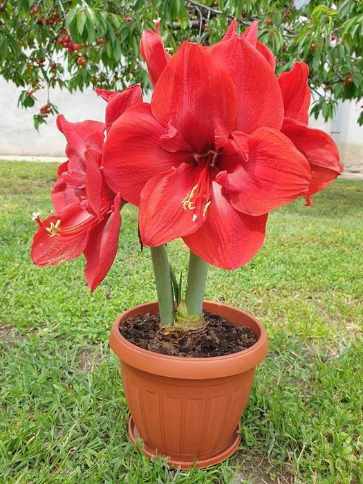 Различни размери пластмасови саксии за цветя с подложка! Кръгла саксия