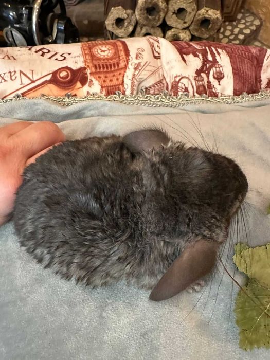 Продам шиншиллу мальчик 3  месяца