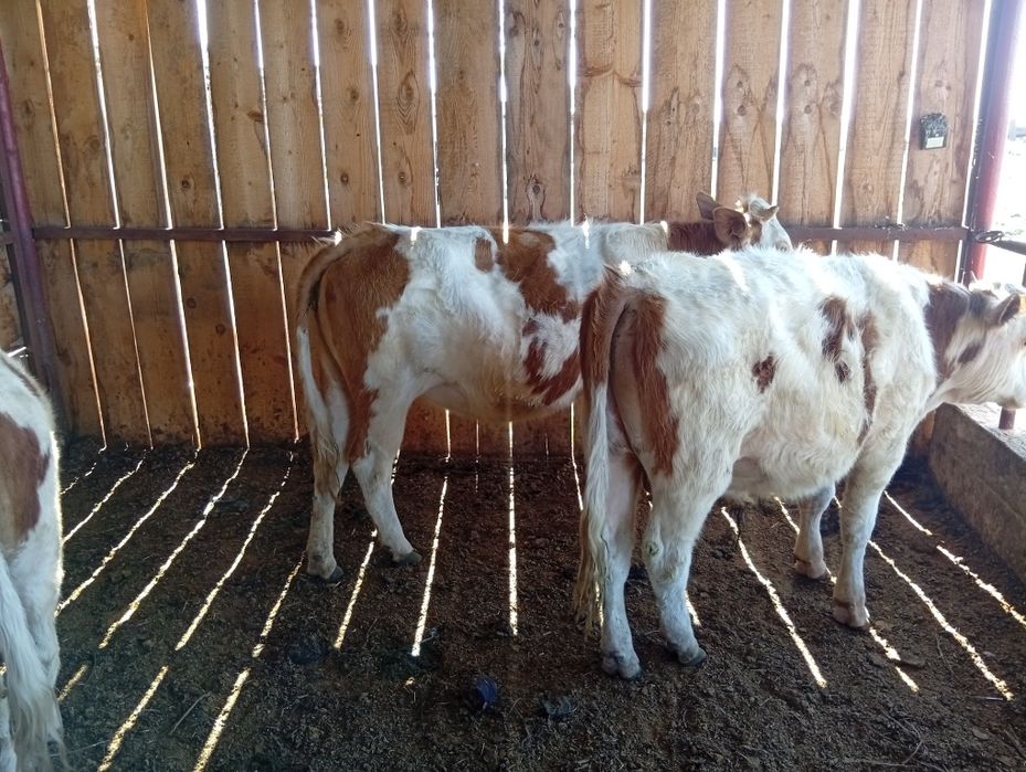 Doi tăurași și trei vițele de vânzare