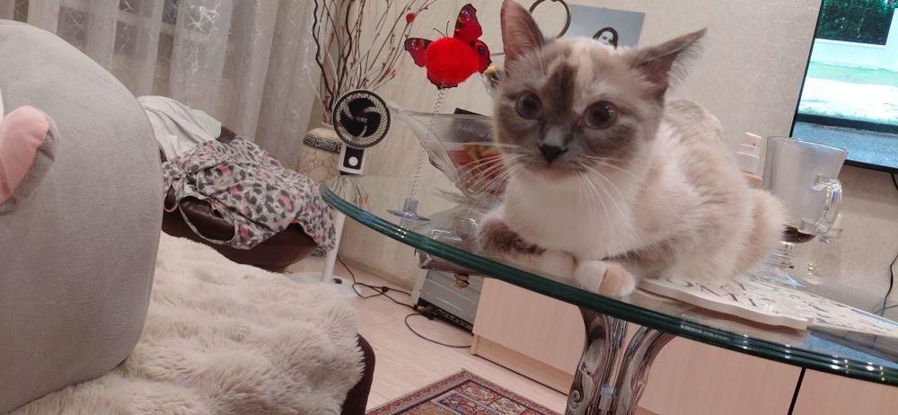 Отдам котят бесплатно