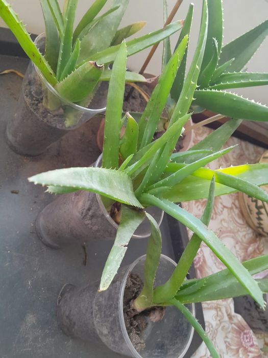 Продам фиалки домашние 2000тг