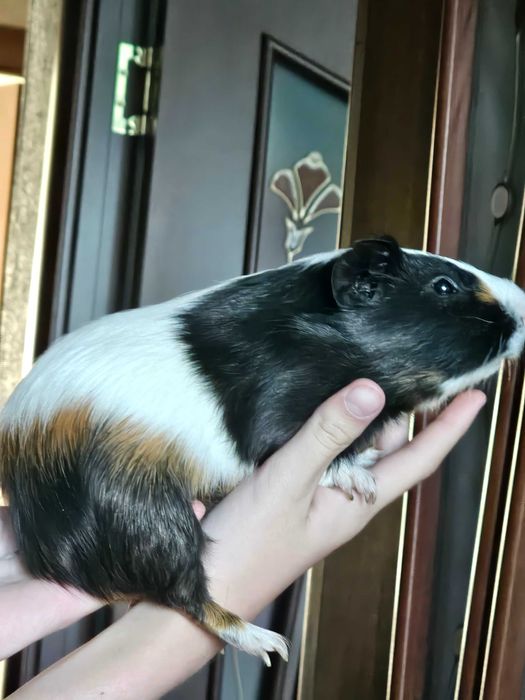 Морская.    свинка