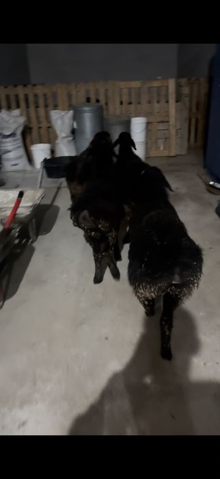 4кошкар сатылады