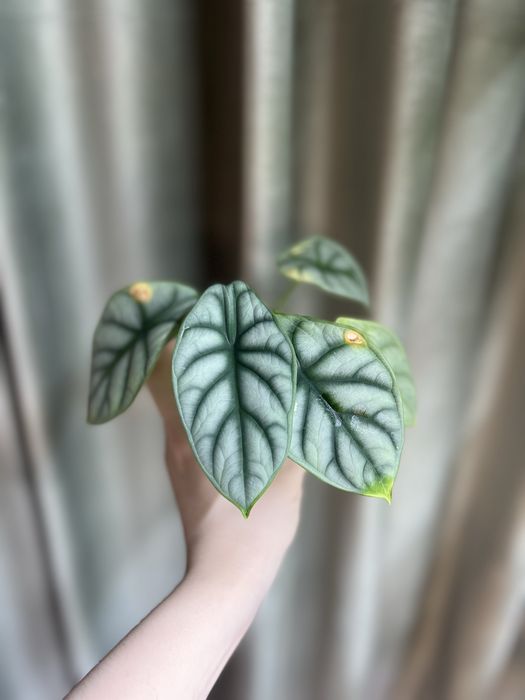 Алоказия Серебряный дракон