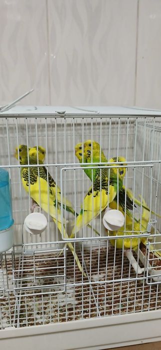 Папугай валнистый