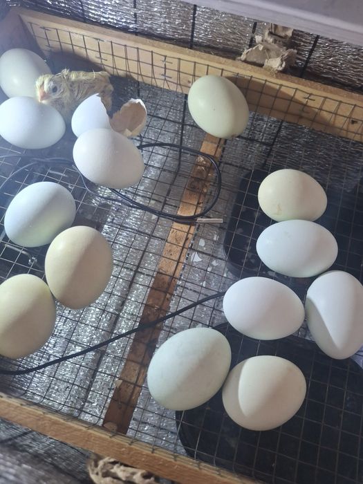 Жужа амераукана 30000минг