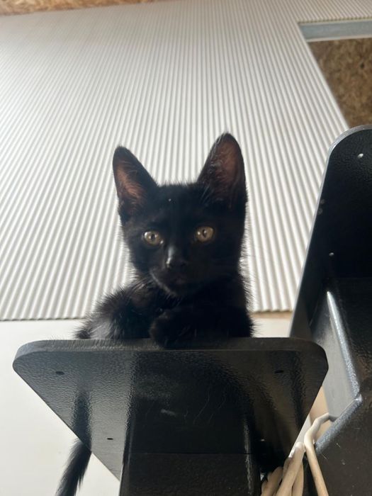 Котенок мальчишка озорник ищет дом