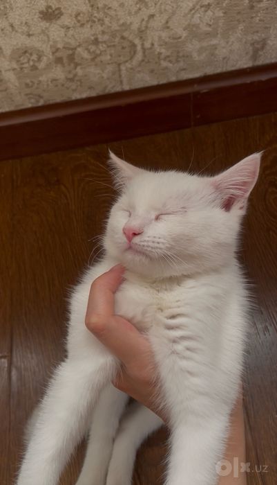 Котенок 3 месяца, белый