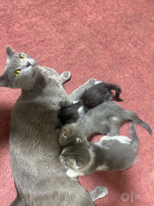 Mushuk sotiladi nomi Pi Pi 3 ta bolasi ham bor bepul