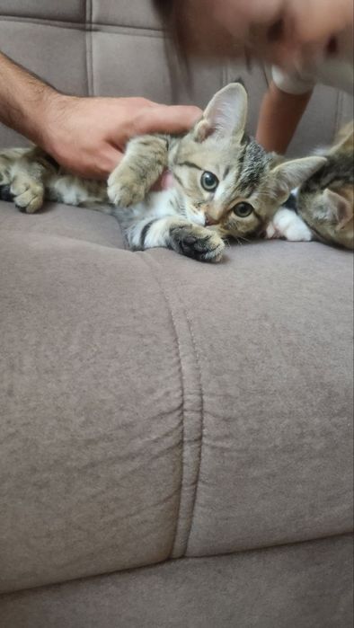 Котята, мать шотландский шиншила