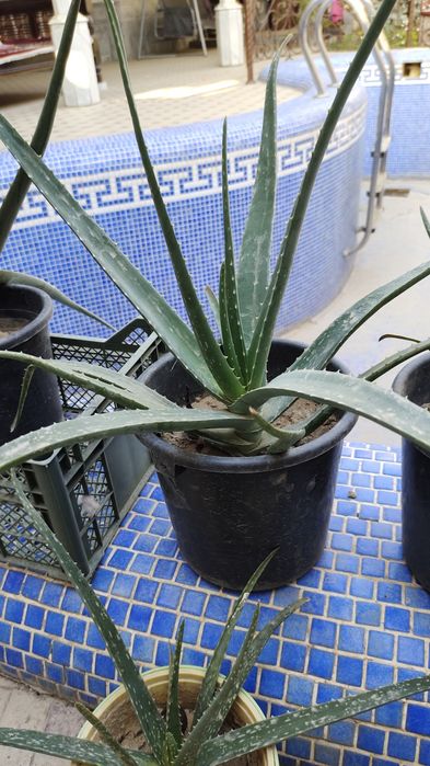 Алоэ Вера гули сотилади